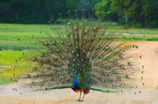 Sri Lanka 3
