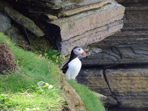 Yesnaby Castle sea stack 3