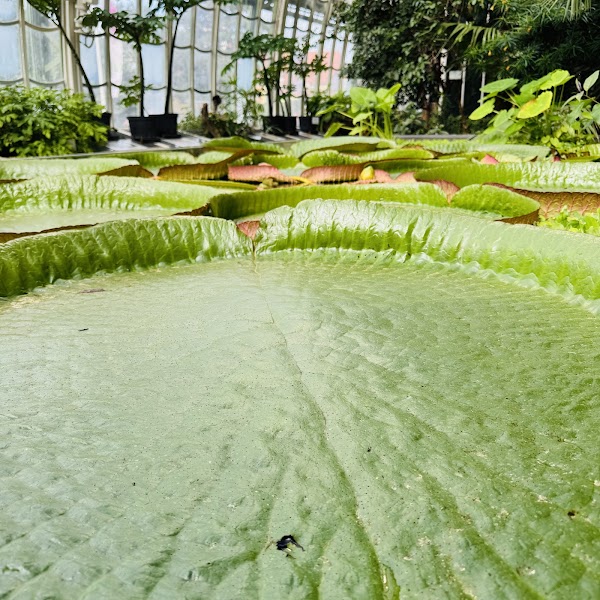 Botanical Garden 4