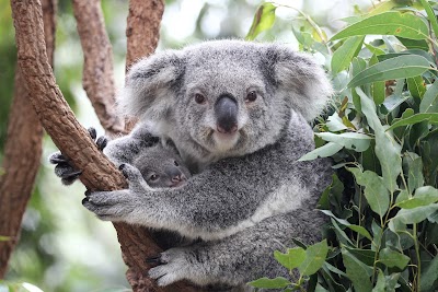 Lone Pine Koala Sanctuary 2