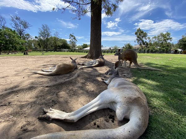 Lone Pine Koala Sanctuary 5