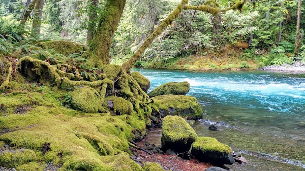 McKenzie River 5