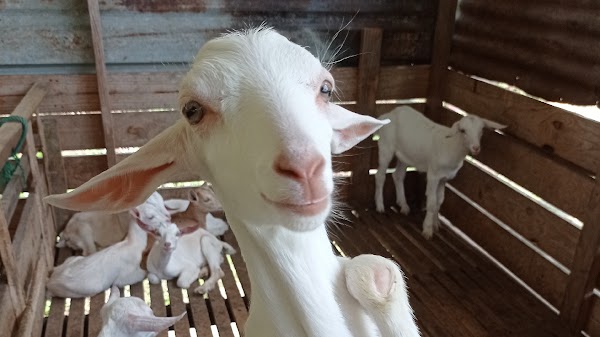 Janda Baik Goat Farm (booking required)