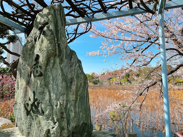 Shinobazu no Ike Pond 4
