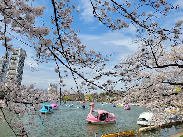 Shinobazu no Ike Pond 2