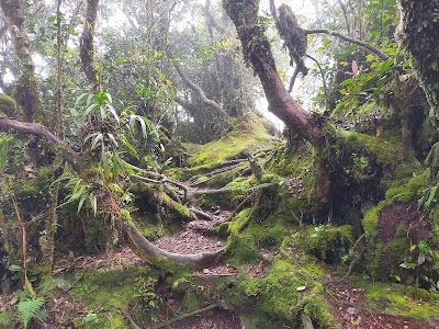 Mossy Forest 1