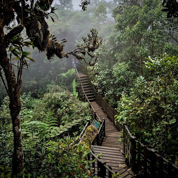 Mossy Forest 3