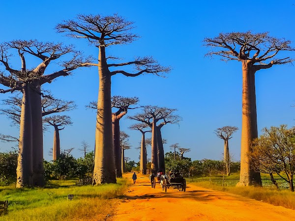 Allée des Baobabs 1