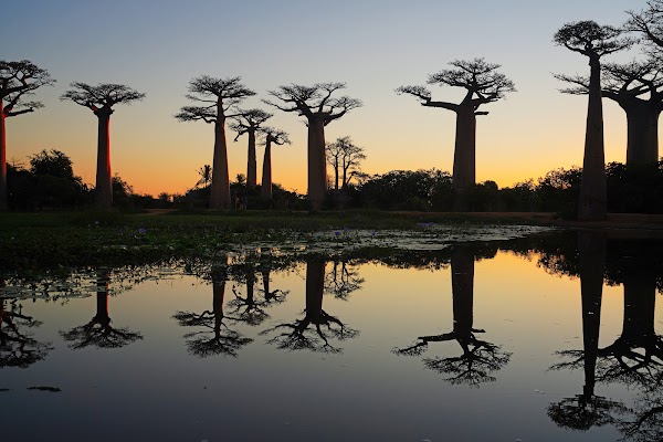 Allée des Baobabs 4