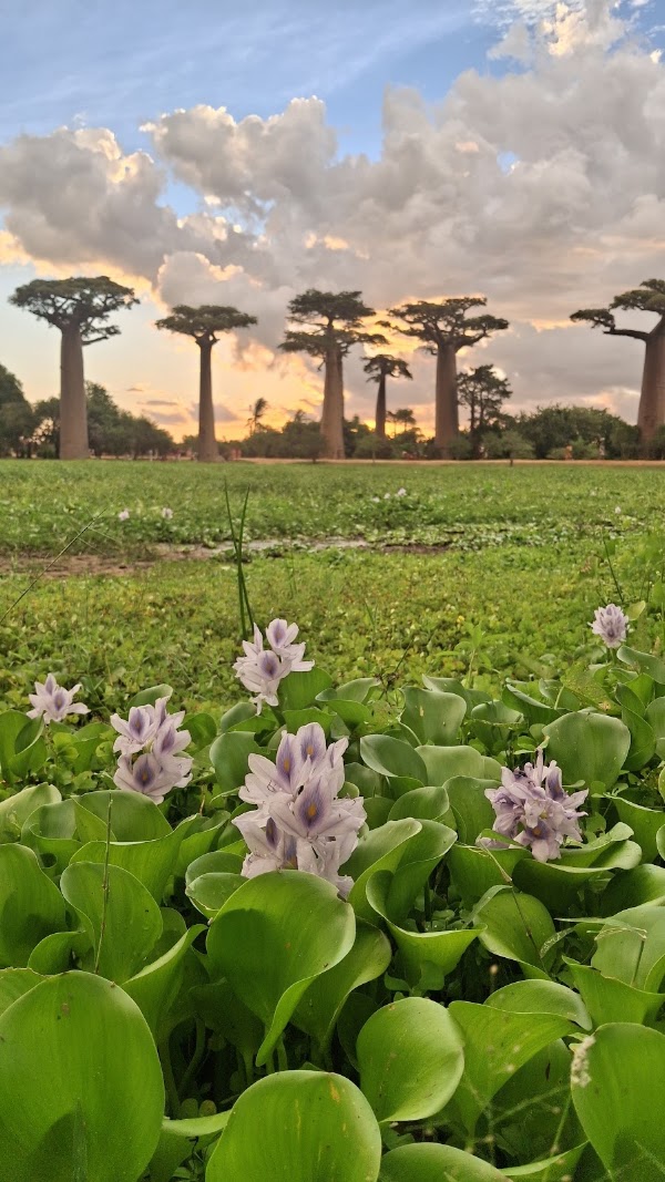 Allée des Baobabs 2