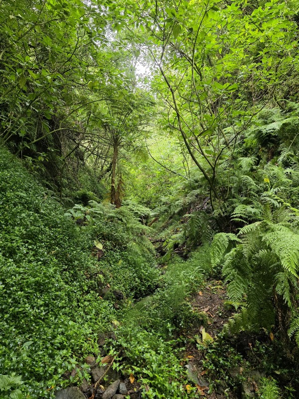 Levada dos Cardais 3