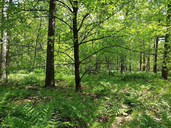 Ulvenhoutsebos 1