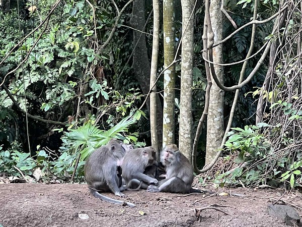 Kemenuh Monkey River