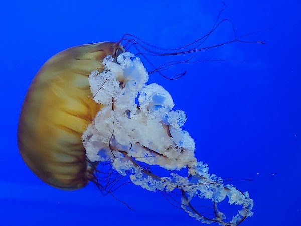 Oregon Coast Aquarium 4