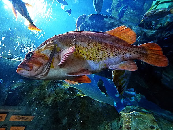 Oregon Coast Aquarium 2