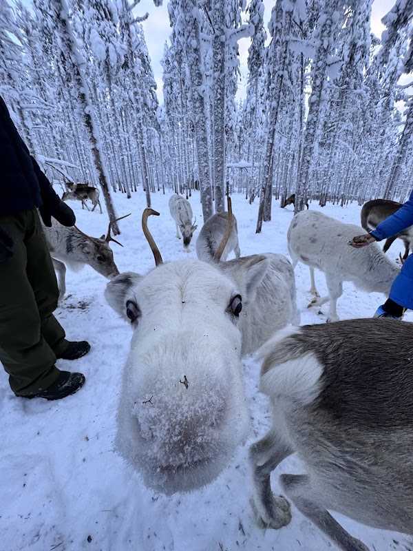Eanan Levi Tours (Janita’s reindeer)