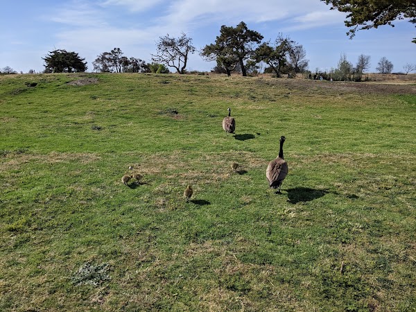 Shoreline Park 3
