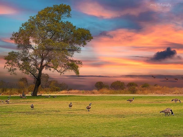 Shoreline Park 2