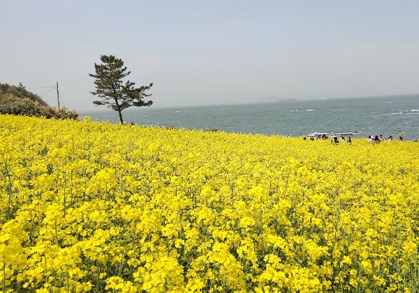 Suseongdang Canola Field 1