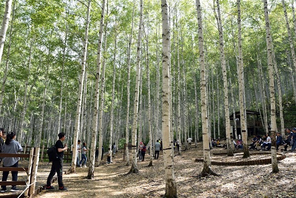 Wondae-ri Birch Forest