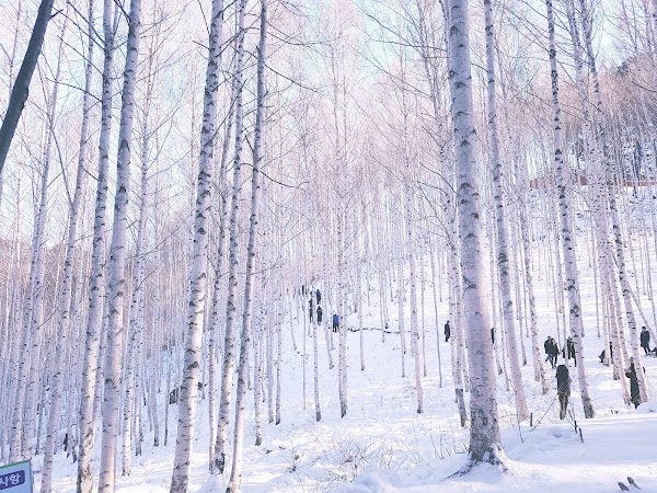 Wondae-ri Birch Forest 5