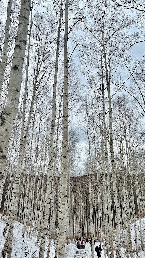 Wondae-ri Birch Forest 4