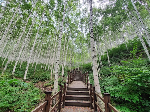 Wondae-ri Birch Forest 3