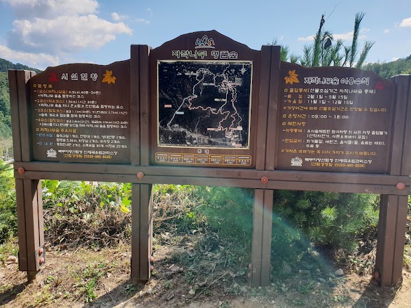 Wondae-ri Birch Forest 2