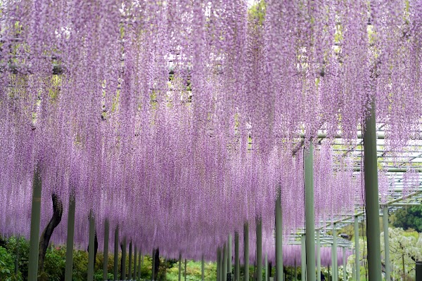 Hamamatsu Flower Park 1
