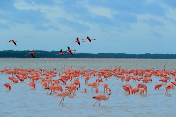 Playa Norte Celestún