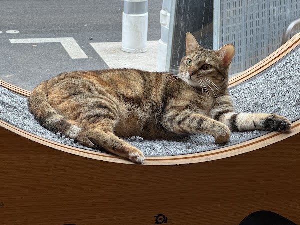 Le Café des Chats 3