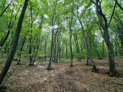 Hoia Forest 1