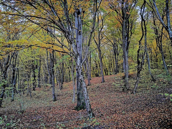Hoia Forest 4