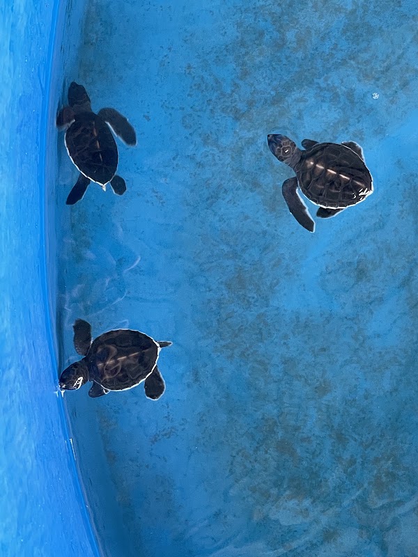 Pantai Kerachut Turtle Conservation and Information Centre