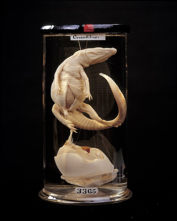 Hunterian Museum 1