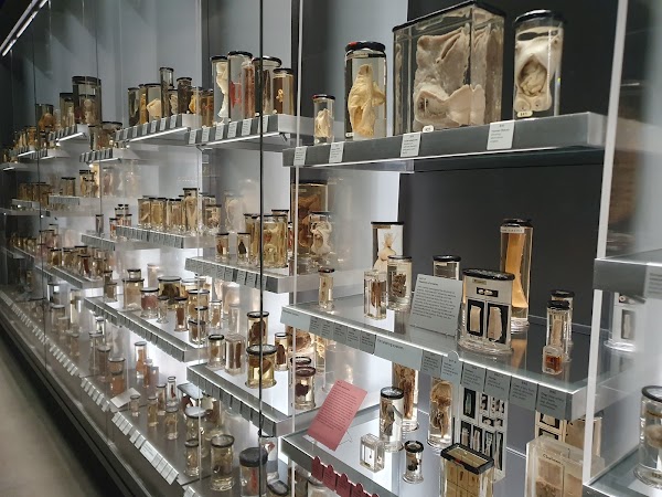 Hunterian Museum 3