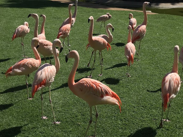 Loro Park 3
