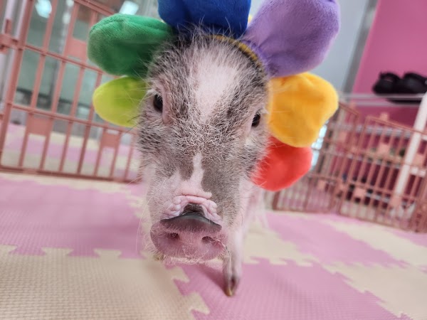 Mini Pig World 1
