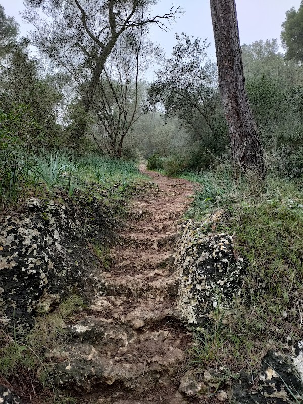 Bosque de Bellver