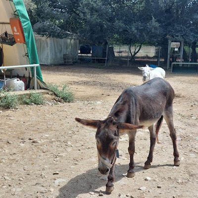 Donkey Rescue Center