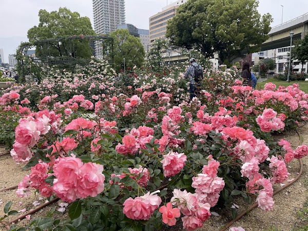 Nameplate of Rose Garden ( Nakanoshima Park ) 4