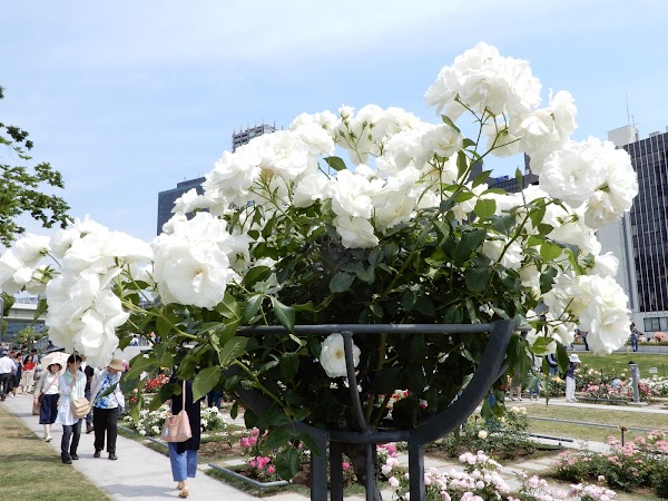 Nameplate of Rose Garden ( Nakanoshima Park ) 3