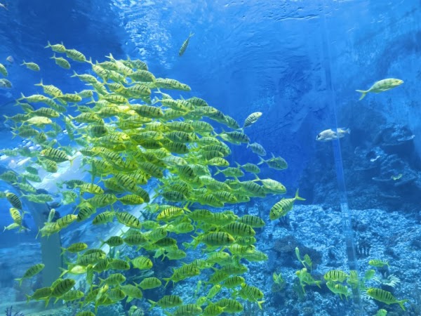 Ocean World 5