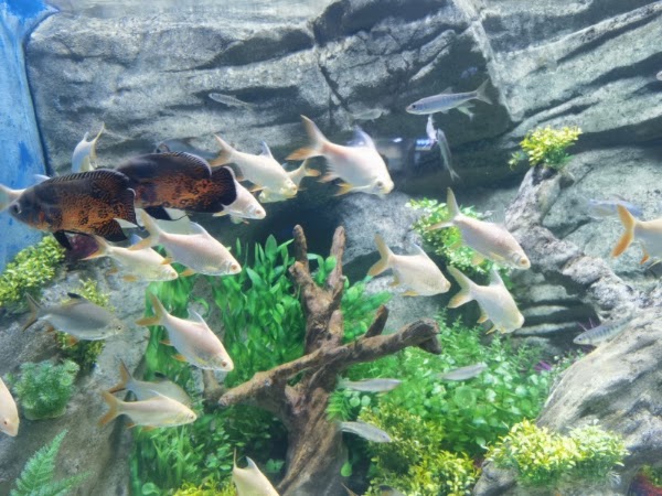 Ocean World 3
