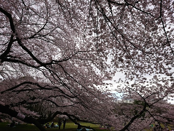 Kinuta Park 3