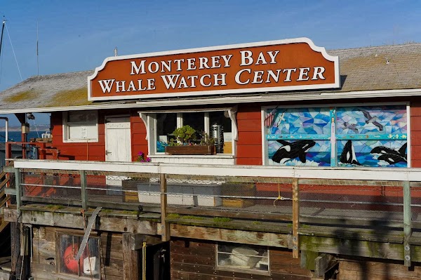 Monterey Bay Whale Watch 1