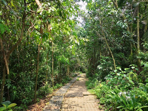 Hutan Pendidikan Bukit Gasing 4