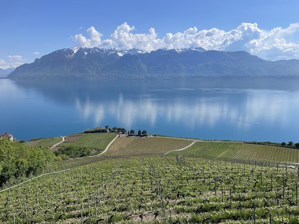 Terrasses viticoles de Lavaux - Cully