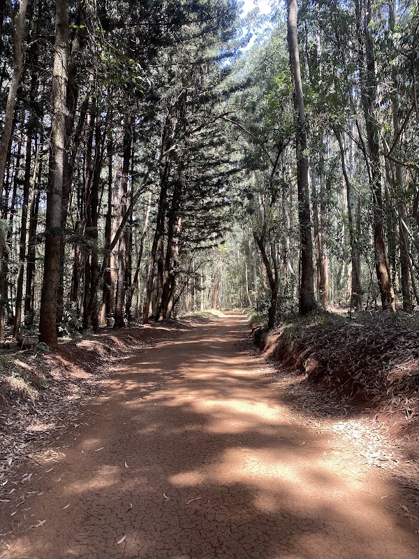 Karura Forest 2