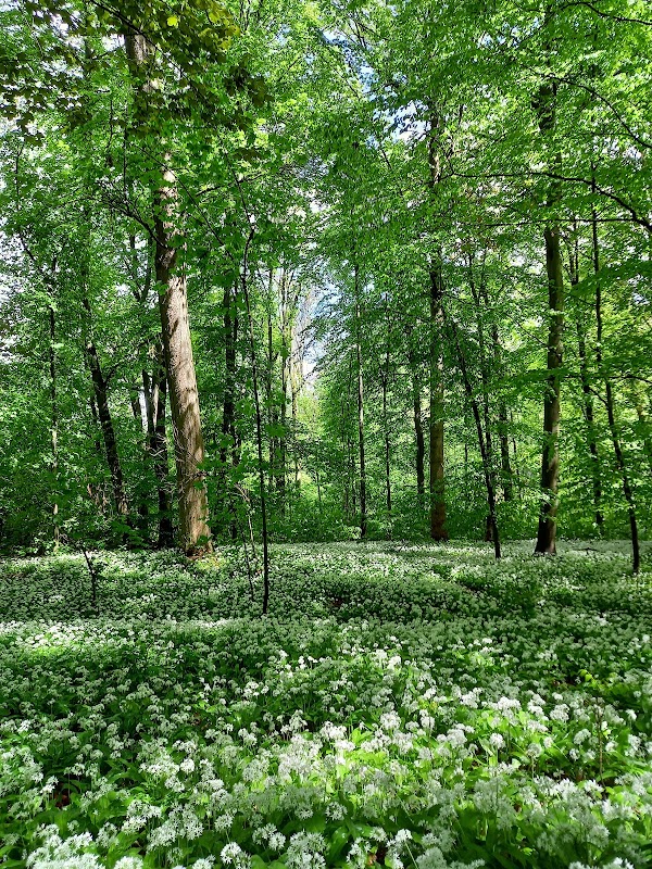 Waldparkplatz Vilbeler Wald 1